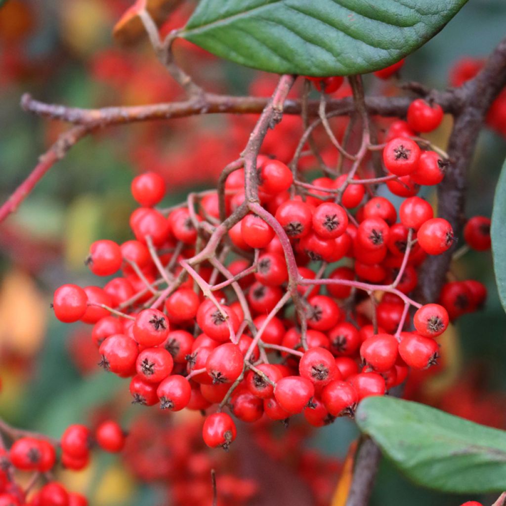 Cotoneaster lacteus - Cotonéaster laiteux