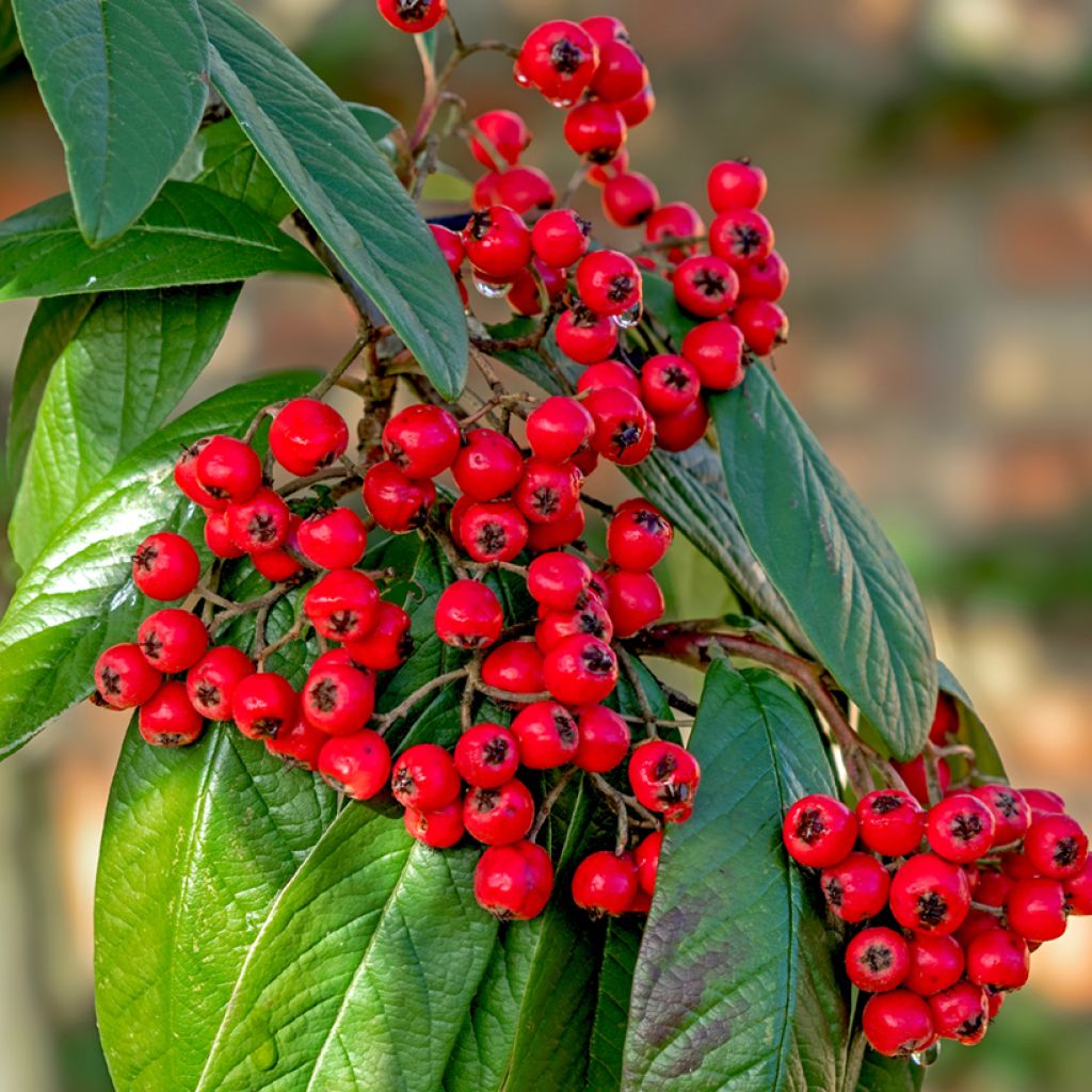 Cotoneaster lacteus - Cotonéaster laiteux