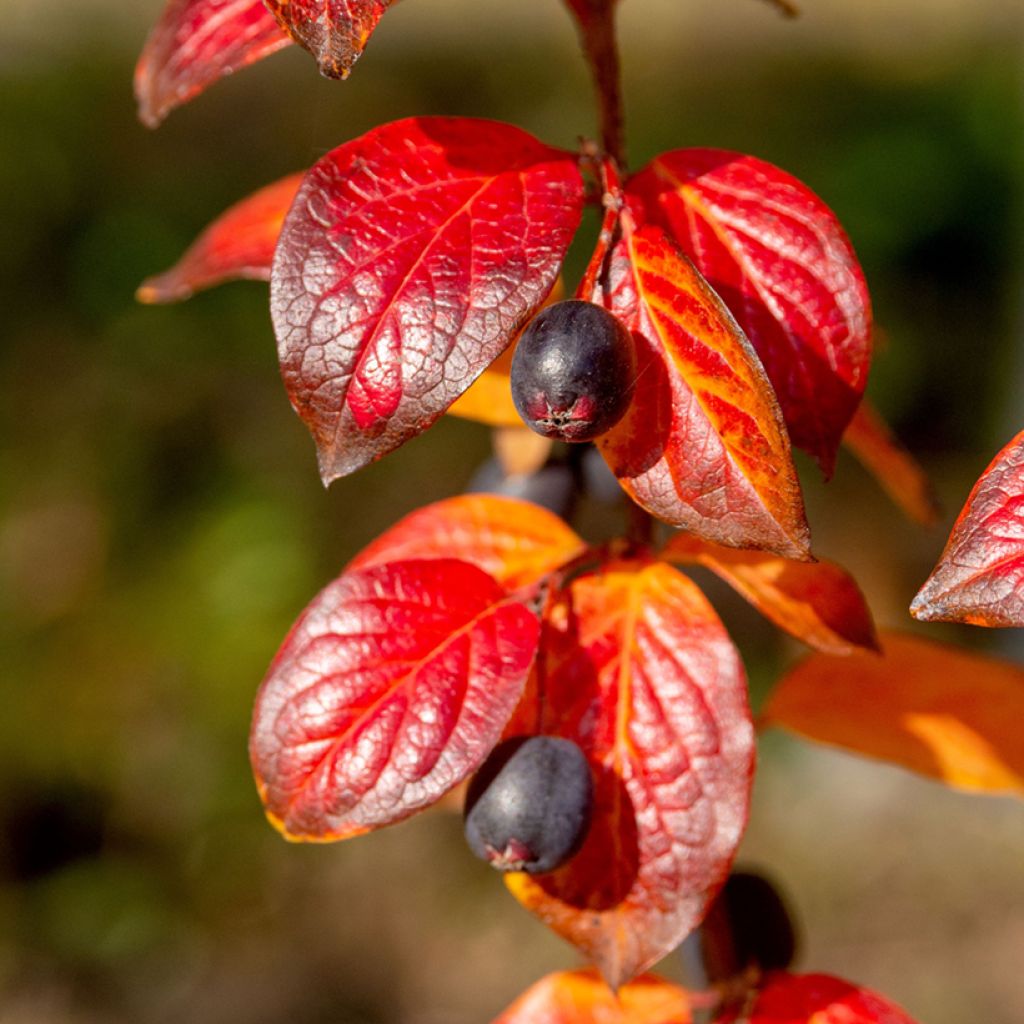 Cotoneaster lucidus 