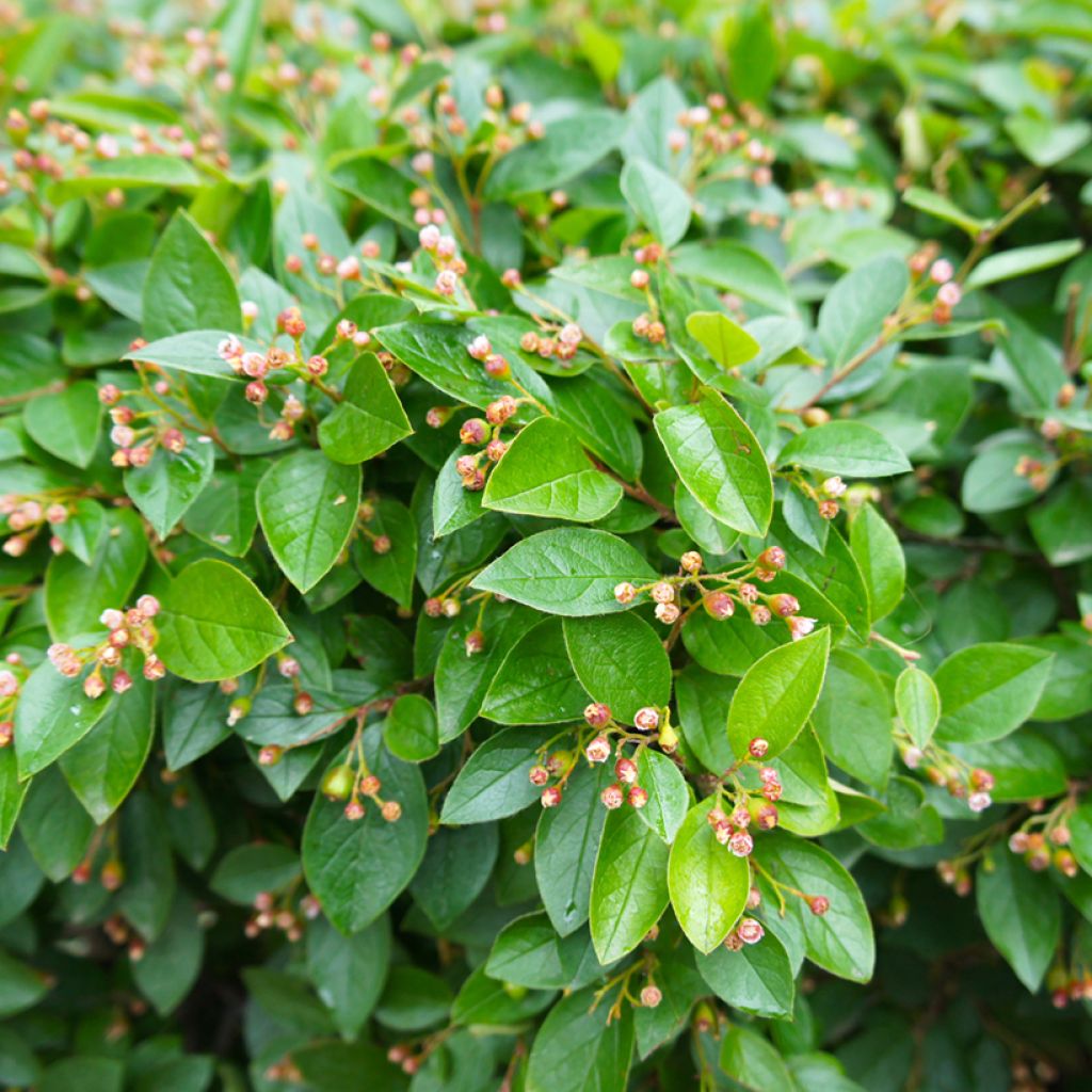 Cotoneaster lucidus 