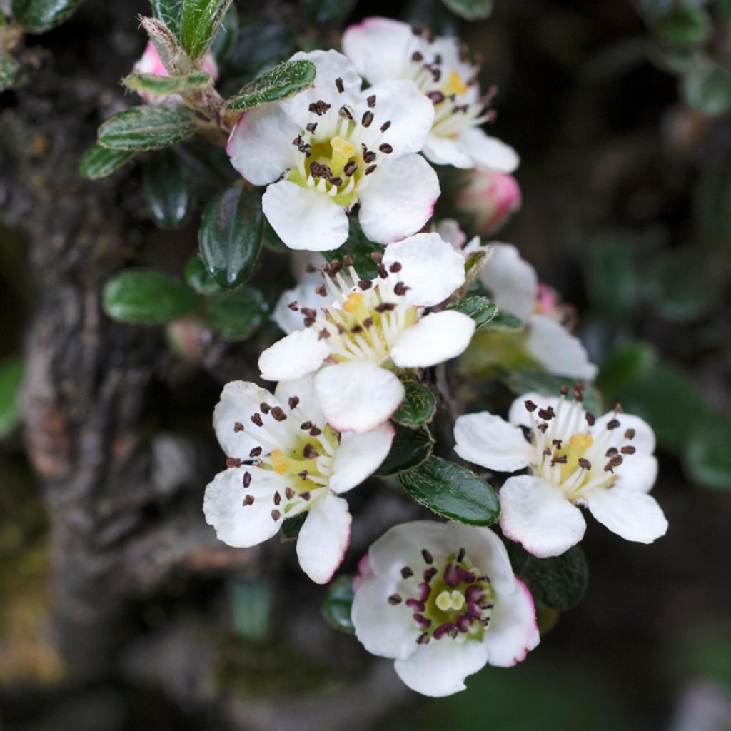 Cotoneaster microphyllus - Cotonéaster à petites feuilles