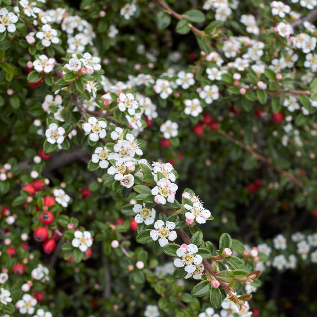 Cotoneaster microphyllus - Cotonéaster à petites feuilles