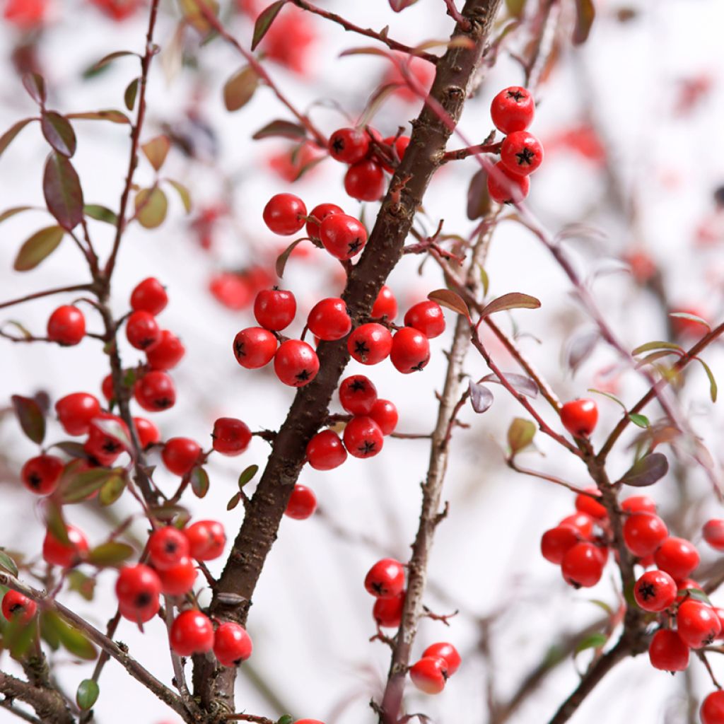 Cotoneaster suecicus Coral Beauty