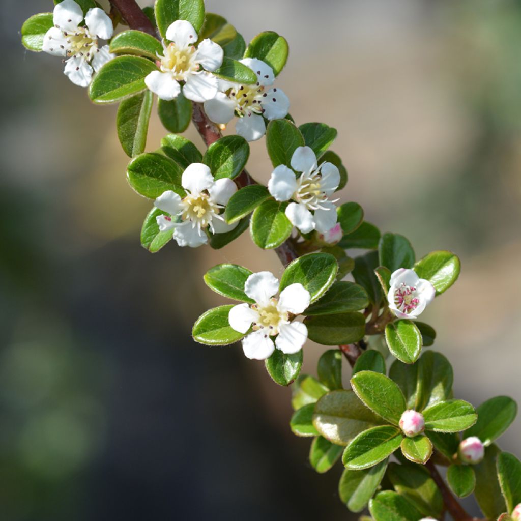 Cotoneaster suecicus Coral Beauty