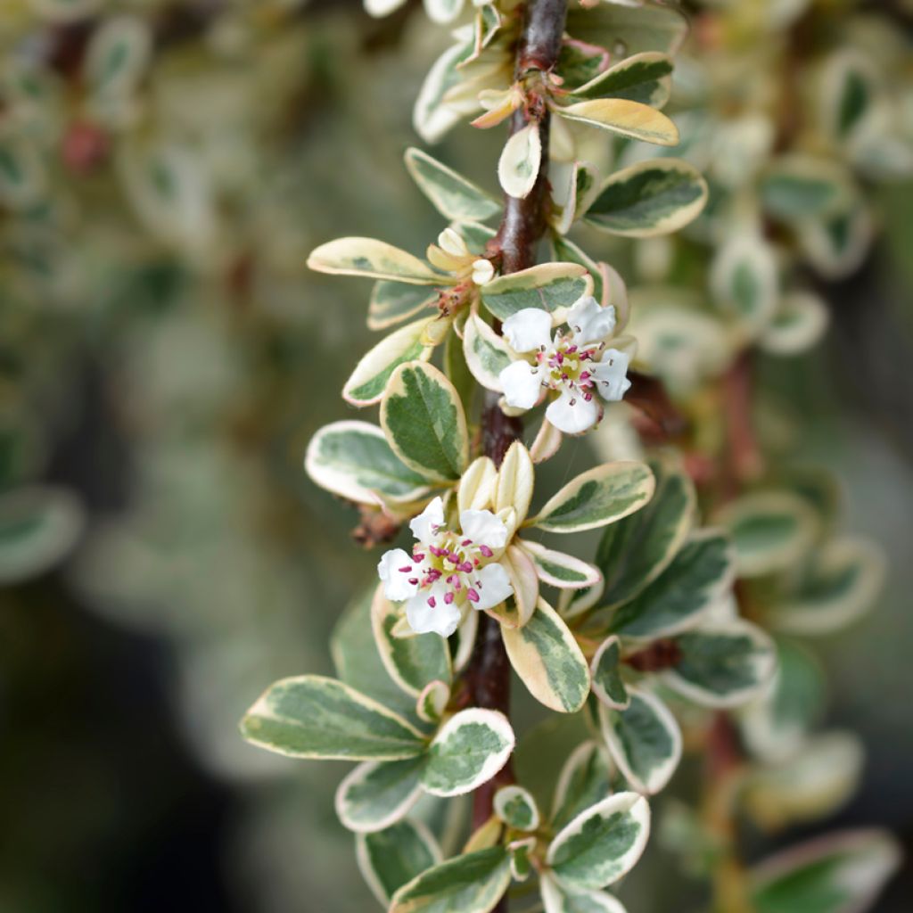 Cotoneaster suecicus Juliette