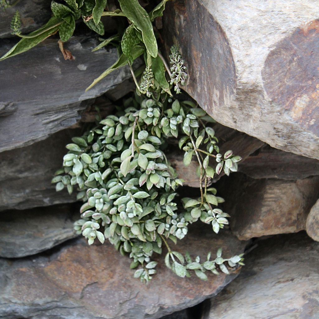 Cotyledon pendens - Cotylédon pendant