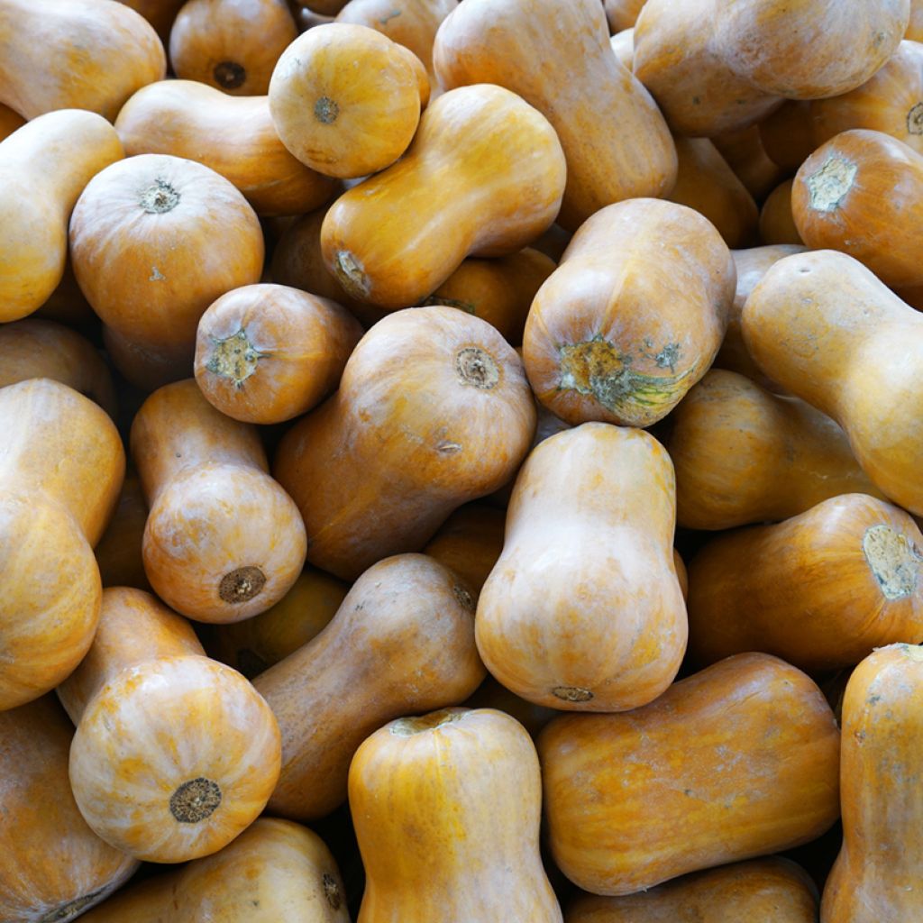 Courge Butternut Cobnut F1 - Cucurbita Moschata 