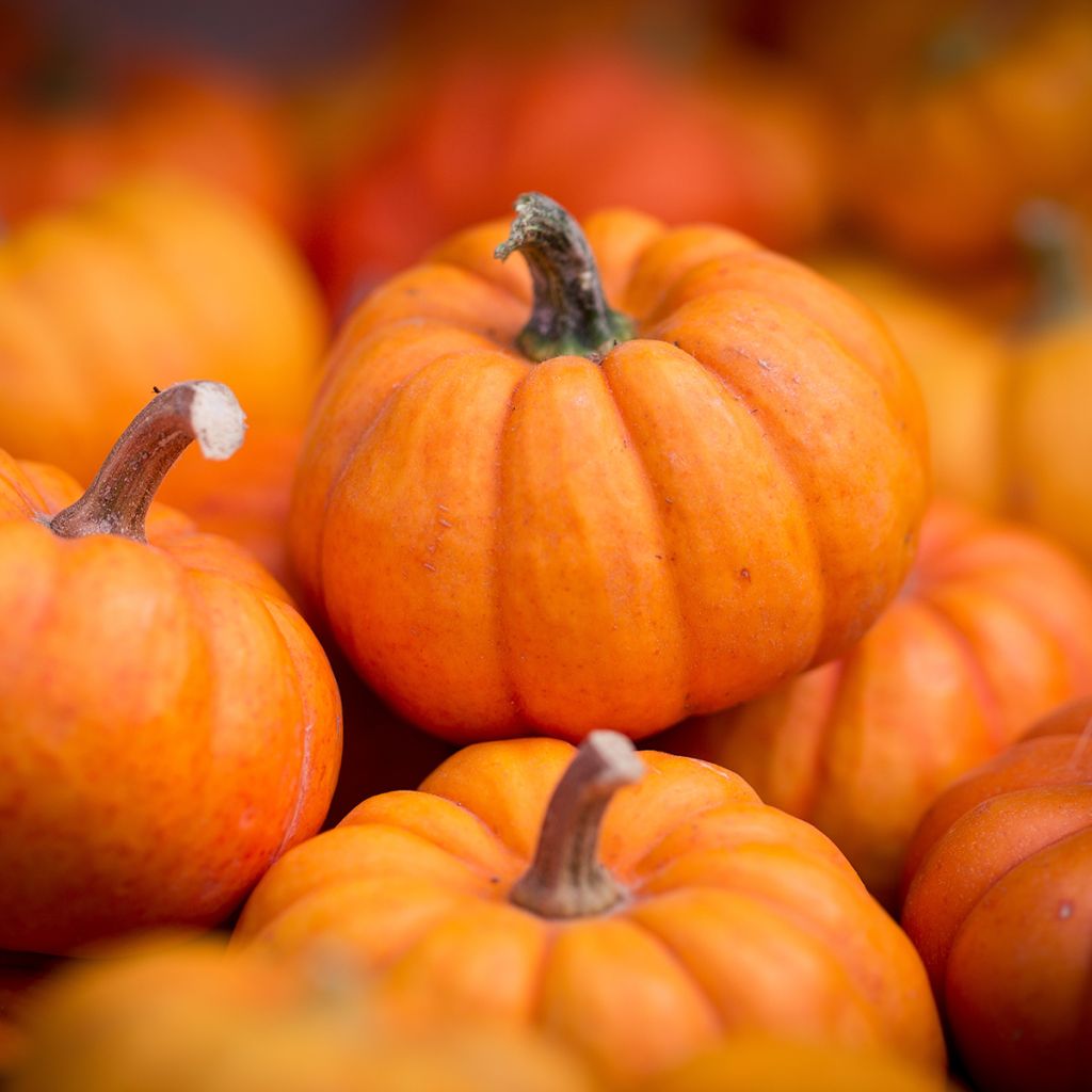 Courge Jack Be Little - Pomarine