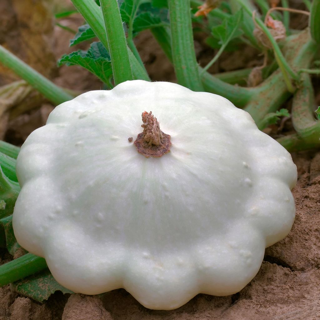 Courge Pâtisson blanc