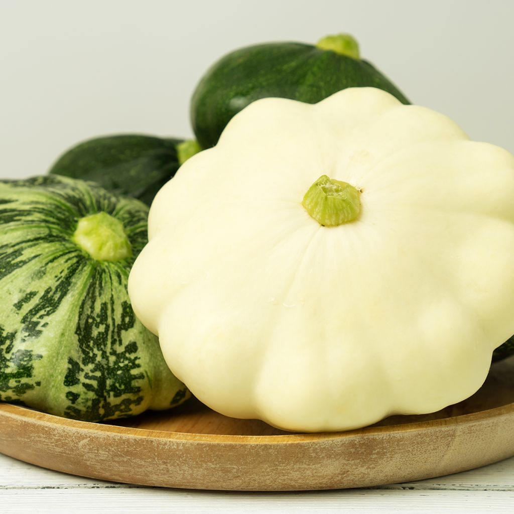 Courge Pâtisson blanc