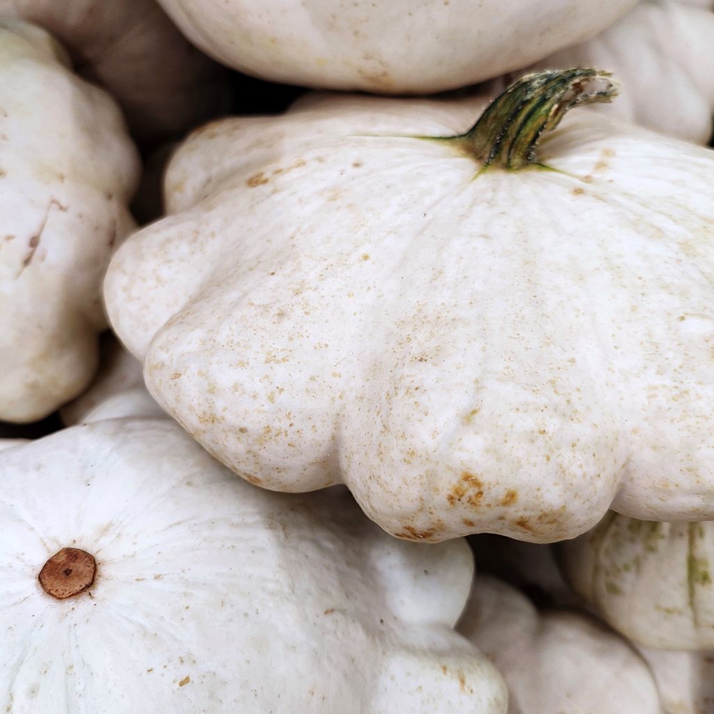 Courge Pâtisson blanc