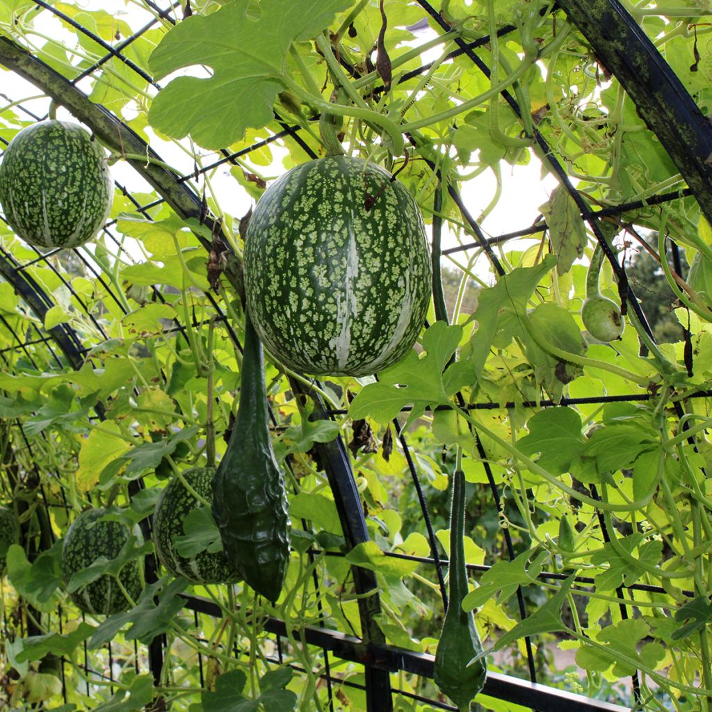 Courge de Siam Bio - Ferme de Sainte Marthe