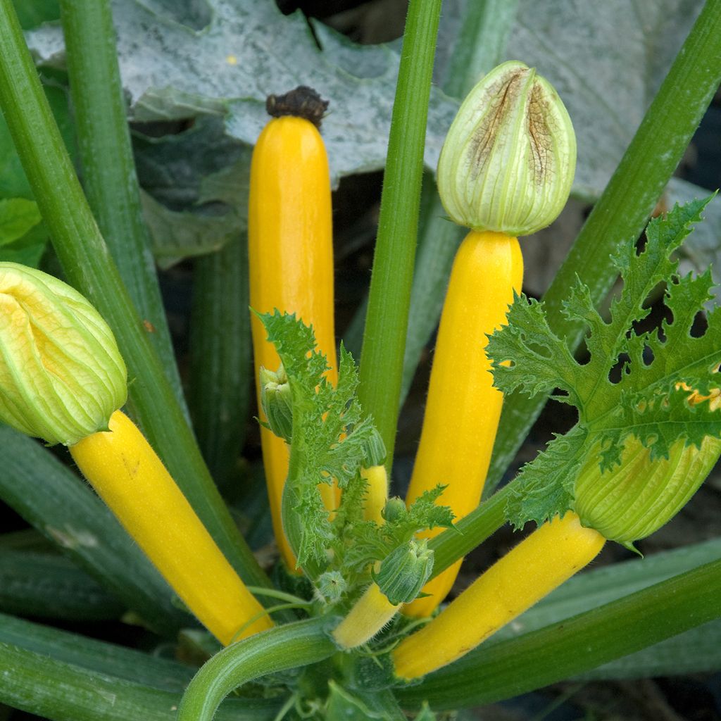 Courgette Gold Rush F1
