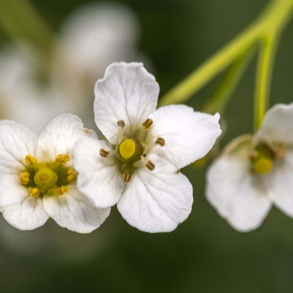 Crambe cordifolia - Chou nuage blanc