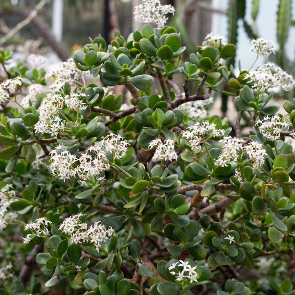 Crassula ovata - Arbre de Jade