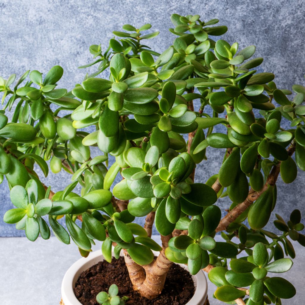 Crassula ovata - Arbre de Jade
