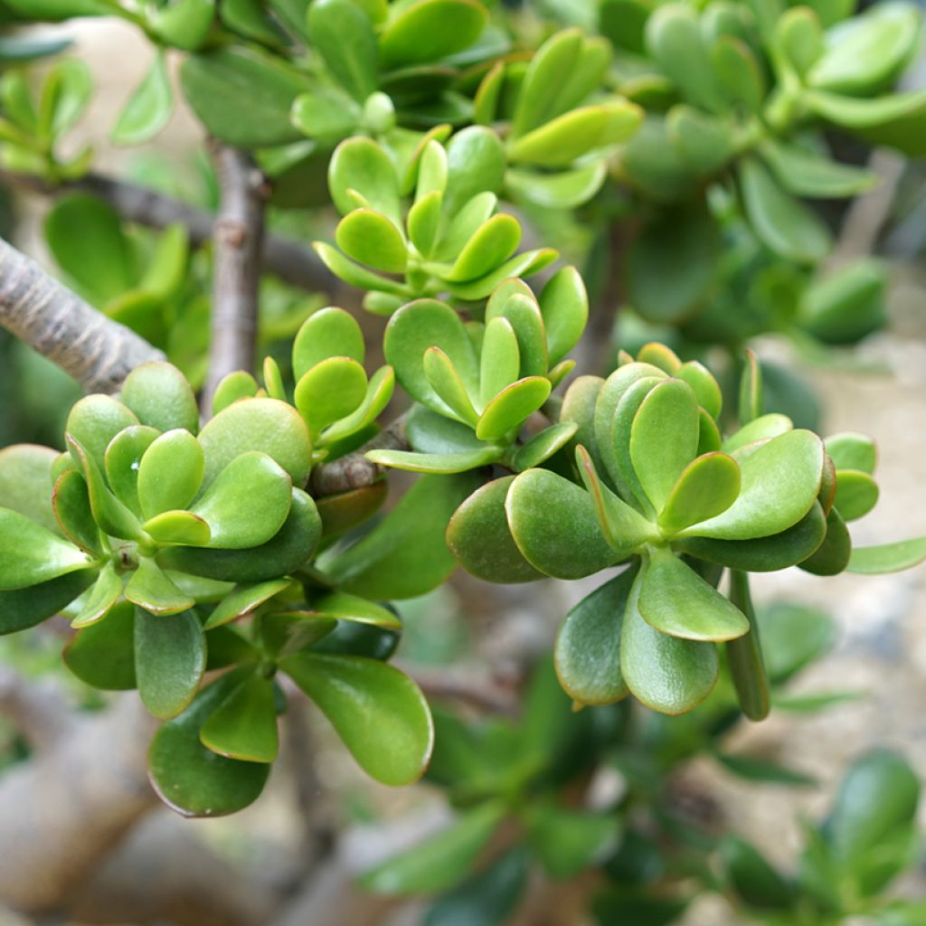 Crassula ovata - Arbre de Jade