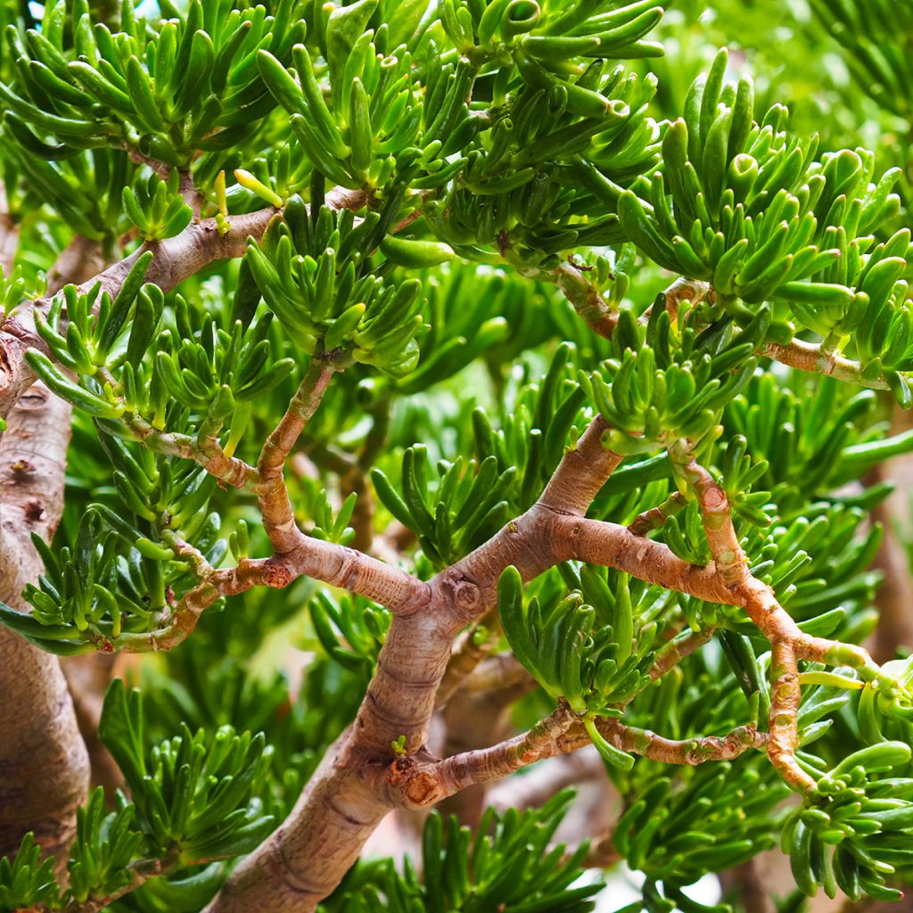 Crassula ovata Gollum (Coral) - Arbre de Jade