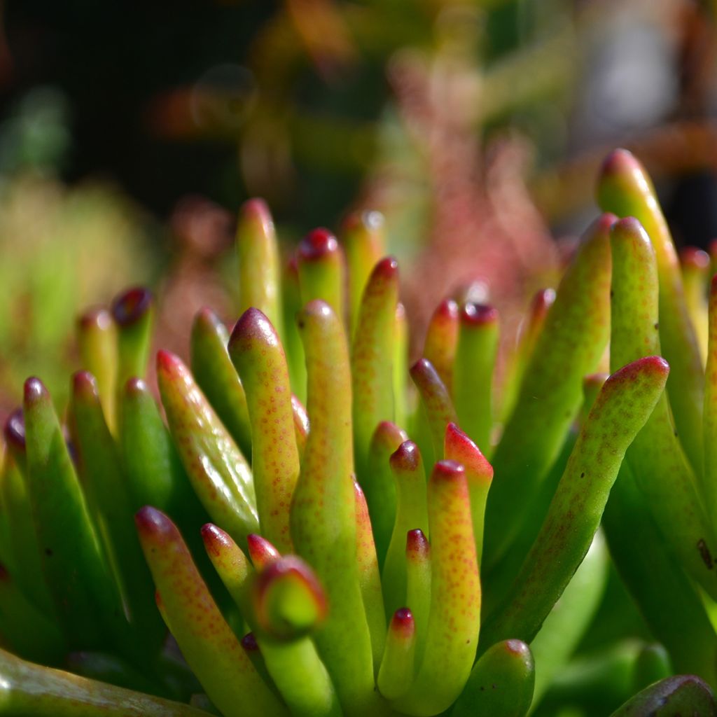 Crassula ovata Gollum (Coral) - Arbre de Jade