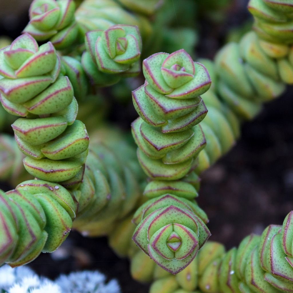 Crassula perforata