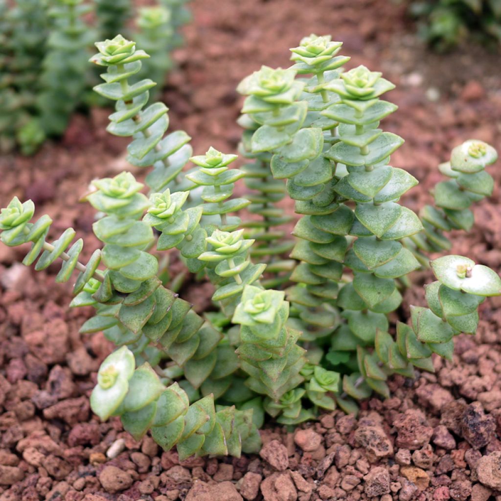 Crassula perforata
