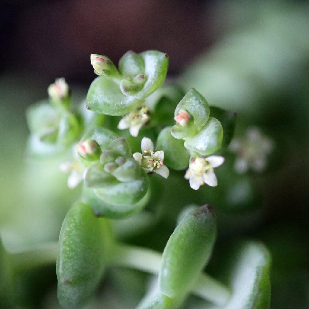 Crassula rupestris subsp. marnieriana
