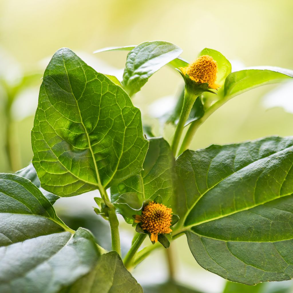 Cresson de Para jaune - Bredy Mafana - Spilanthes oleracea