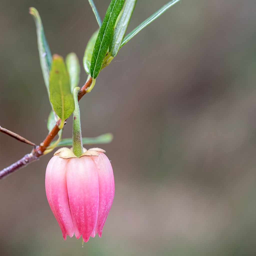 Crinodendron hookerianum Ada Hoffman - Arbre aux lanternes
