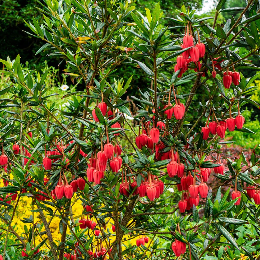 Crinodendron hookerianum - Arbre aux lanternes