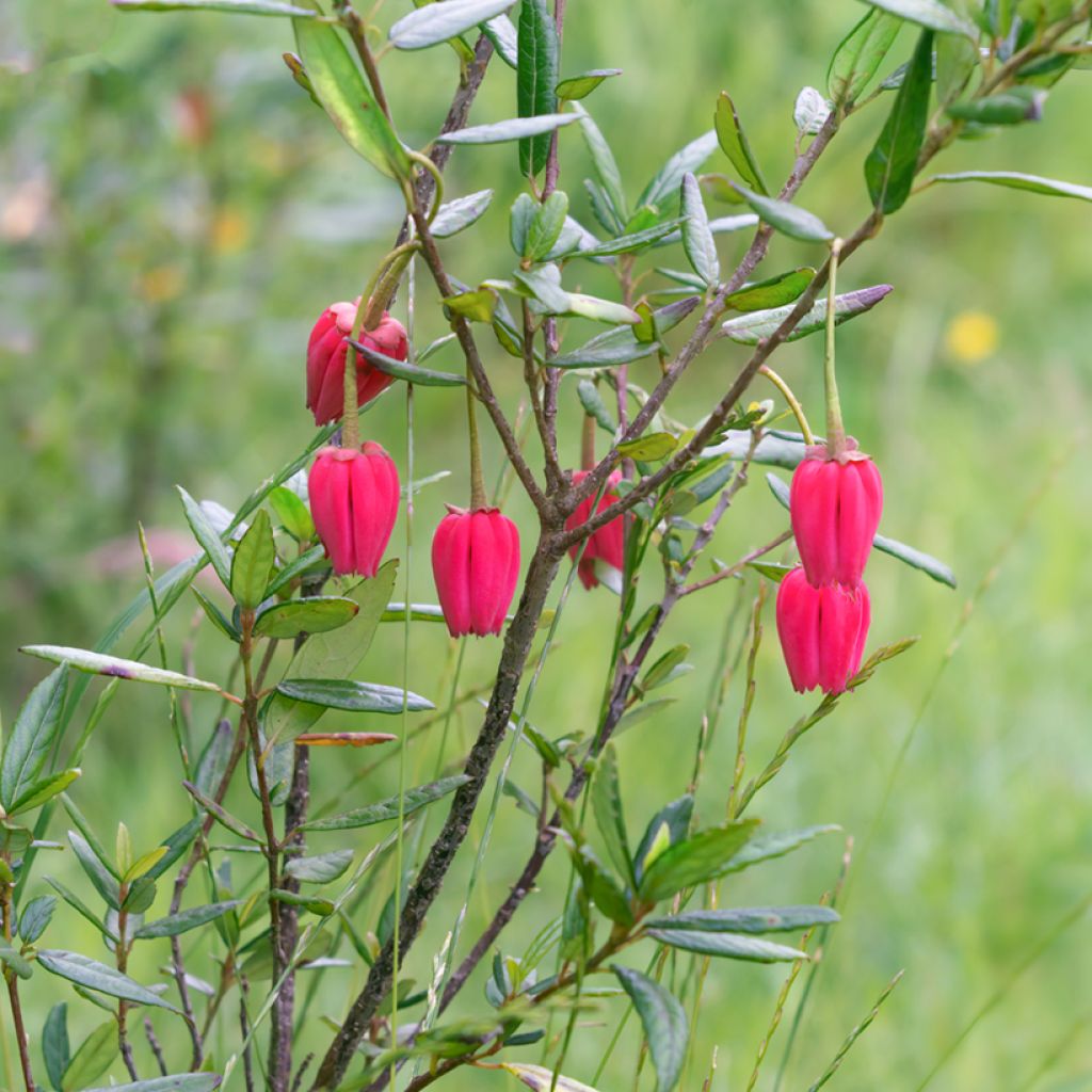 Crinodendron hookerianum - Arbre aux lanternes
