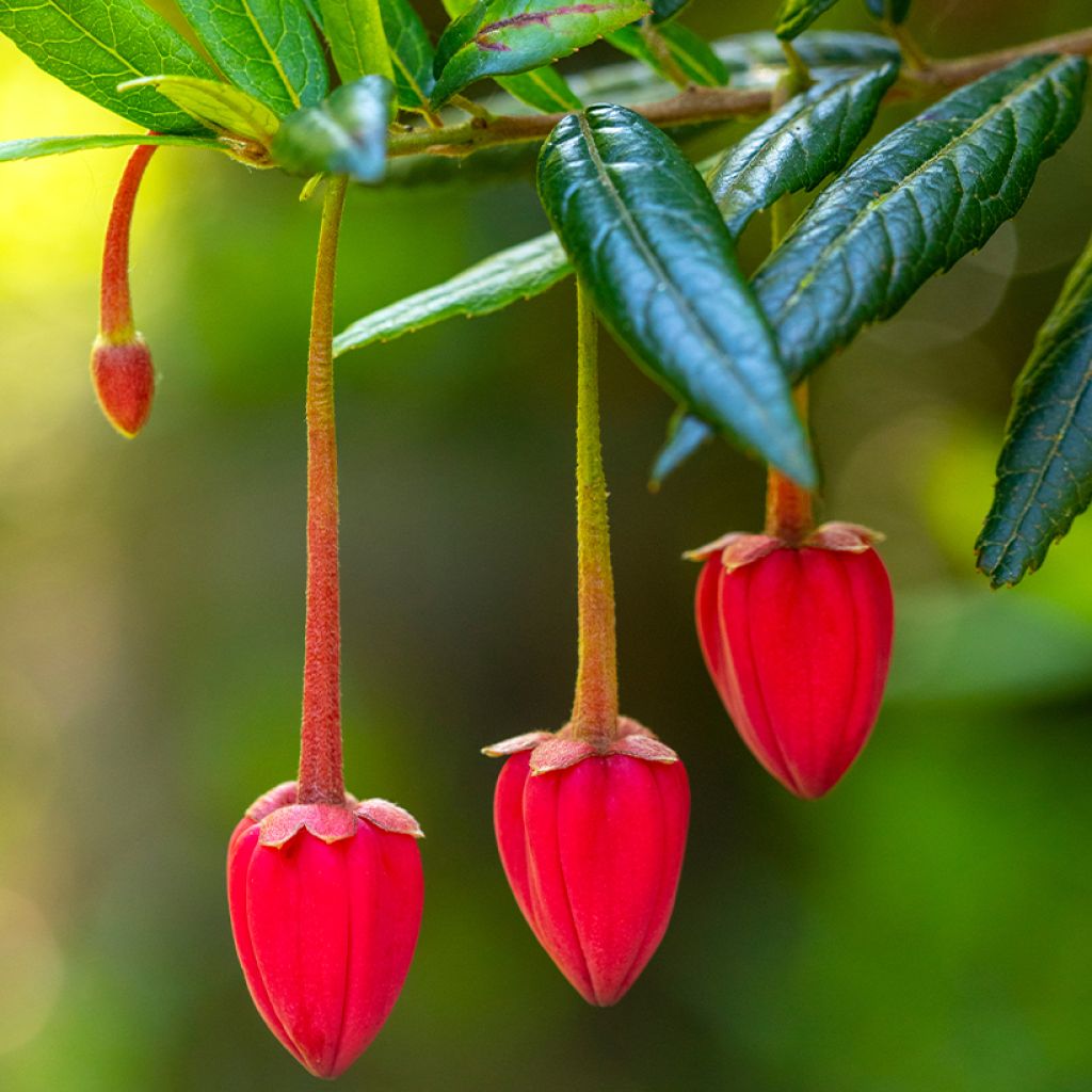 Crinodendron hookerianum - Arbre aux lanternes