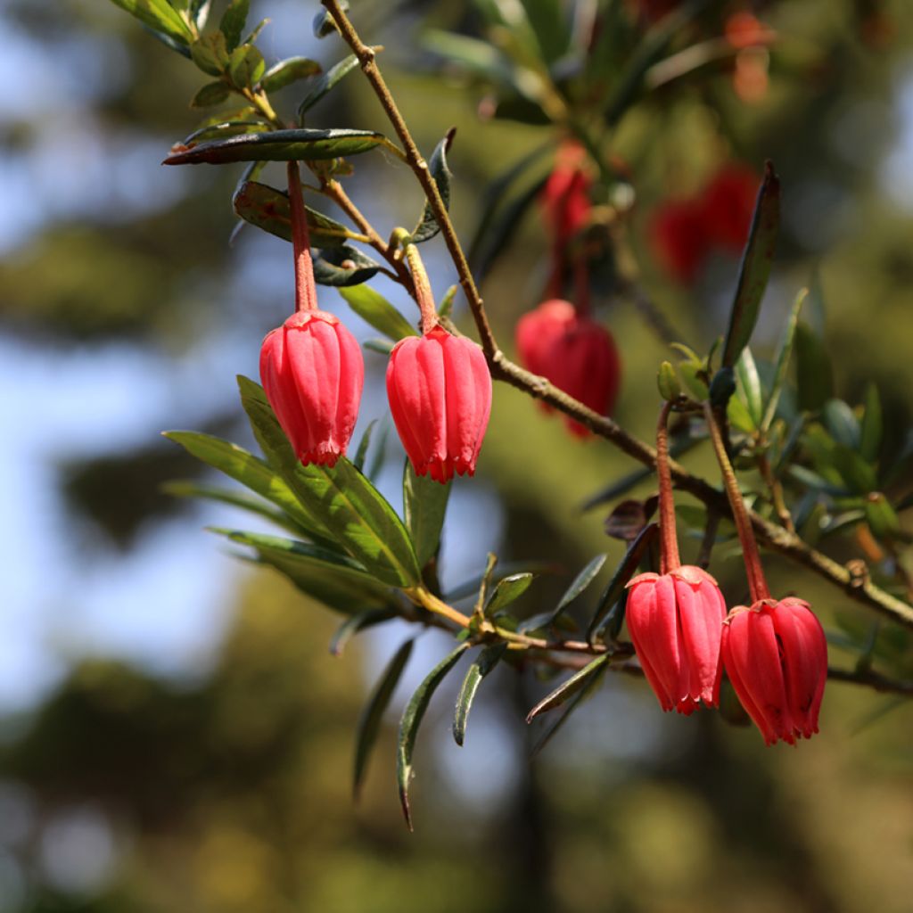 Crinodendron hookerianum - Arbre aux lanternes