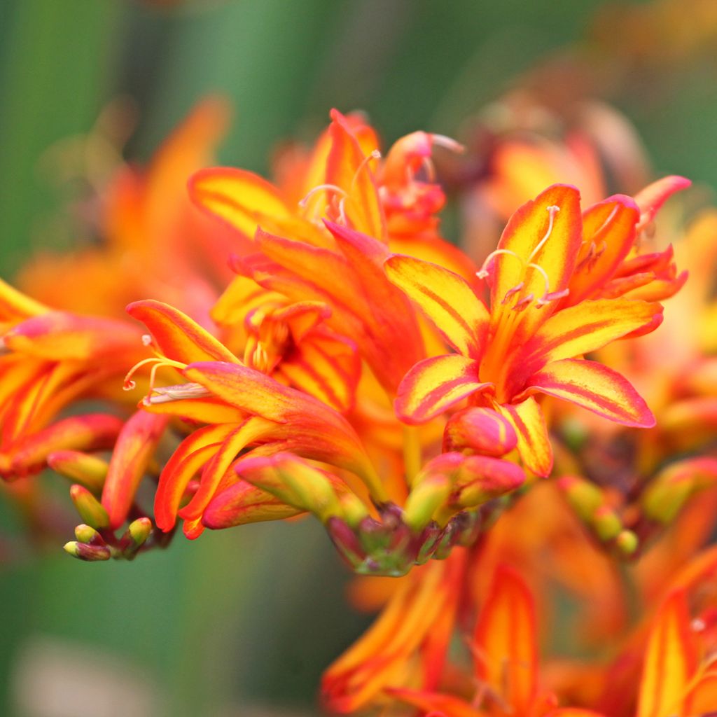 Crocosmia Firestarter - Montbretia