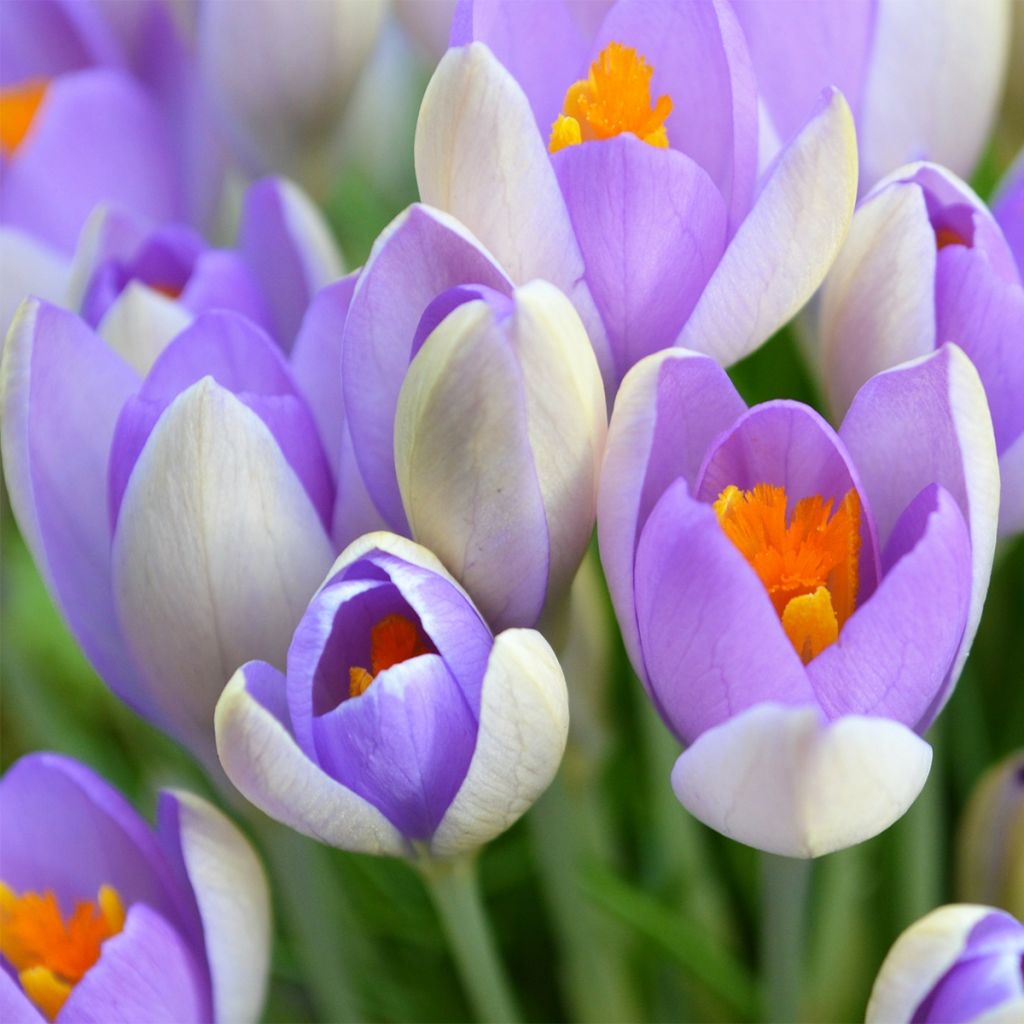 Crocus Mammouth Whale Shark