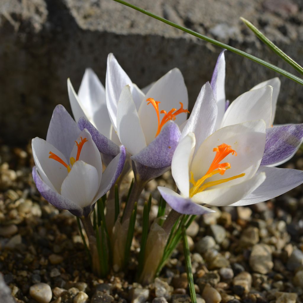 Crocus botanique Fairy