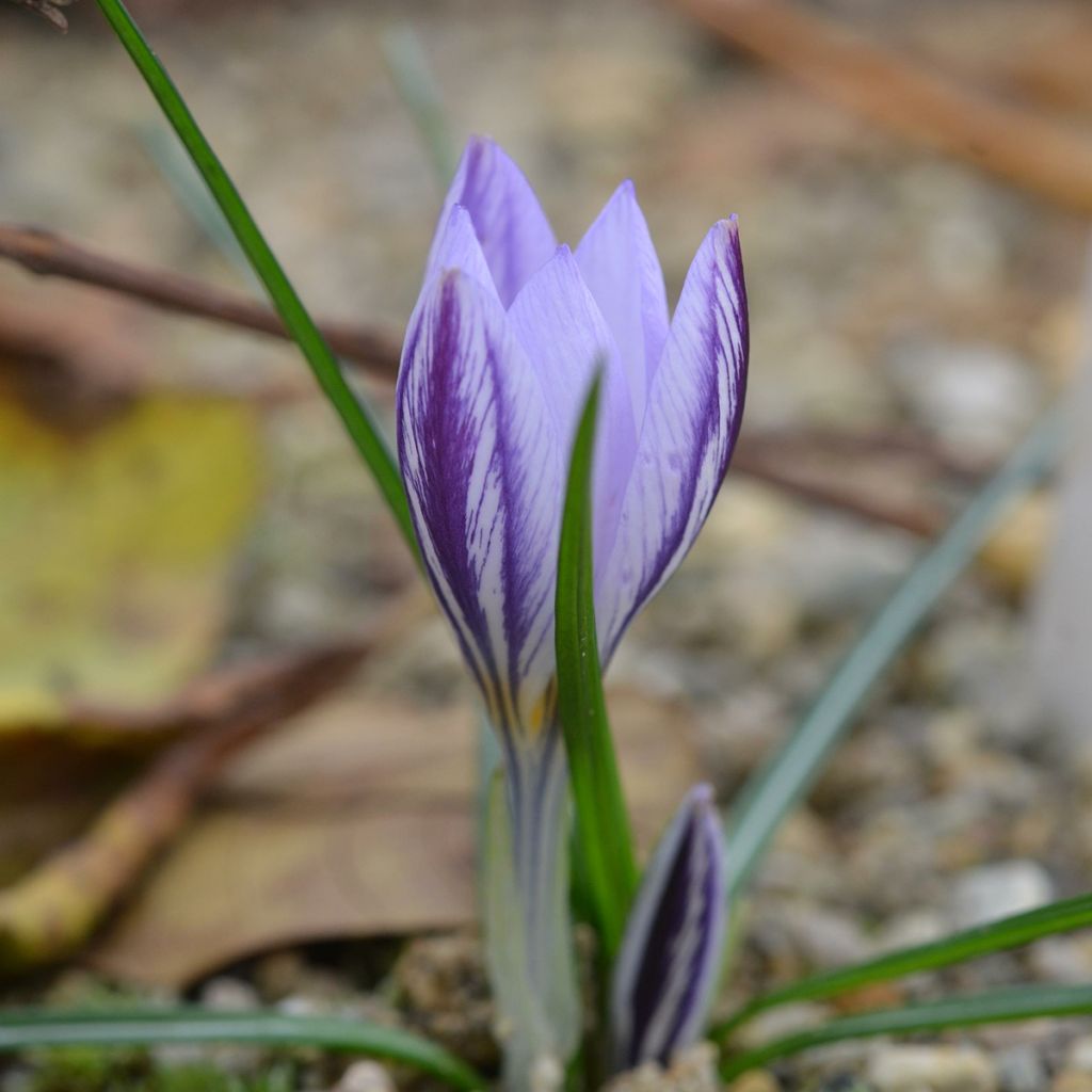 Crocus botanique laevigatus Fontenayi - Crocus d'automne