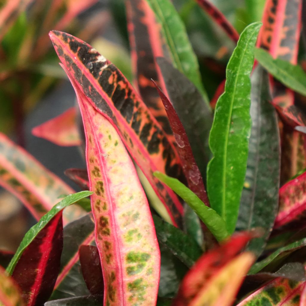 Croton variegatum Excurrens - Codiaeum