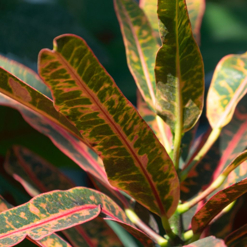 Croton variegatum Excurrens - Codiaeum