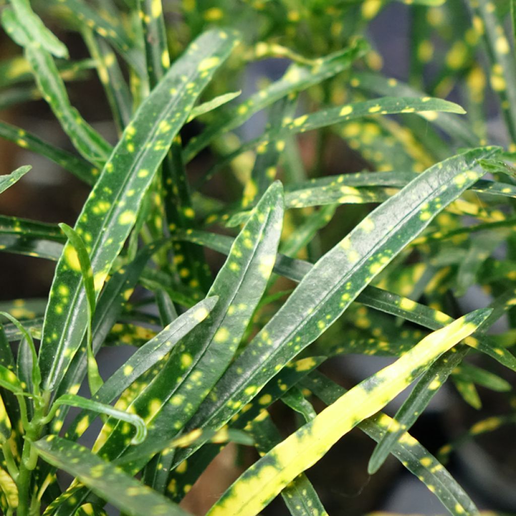 Croton Pictum - Codiaeum