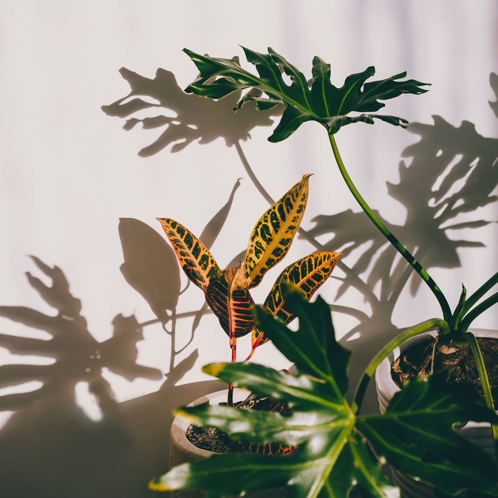 Croton Moar Yellow - Codiaeum