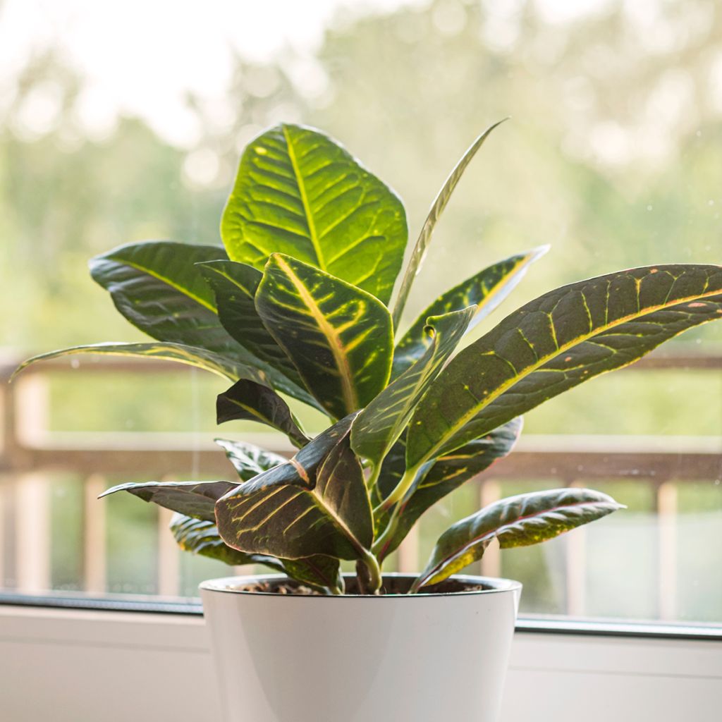 Croton Moar Yellow - Codiaeum