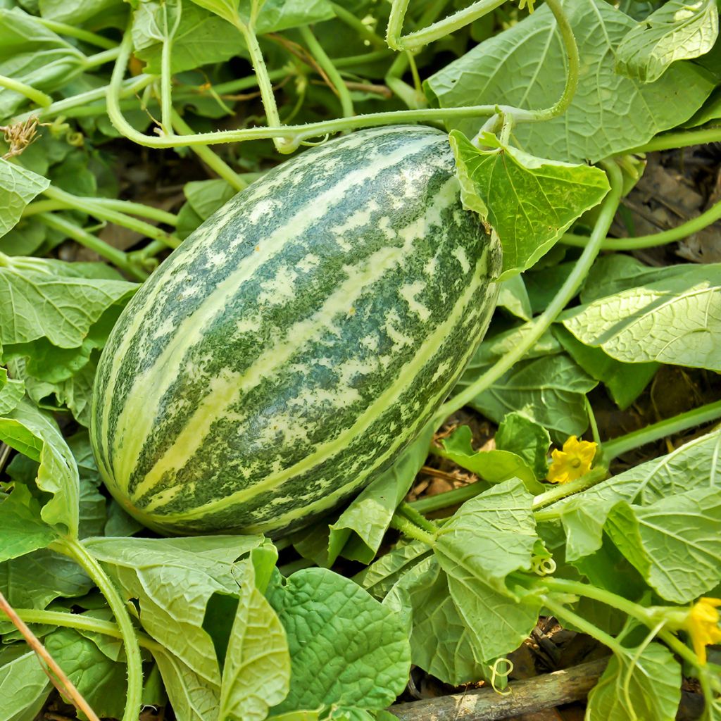 Concombre de Mangalore ou Sambar Southekai - Cucumis sativus Brocade