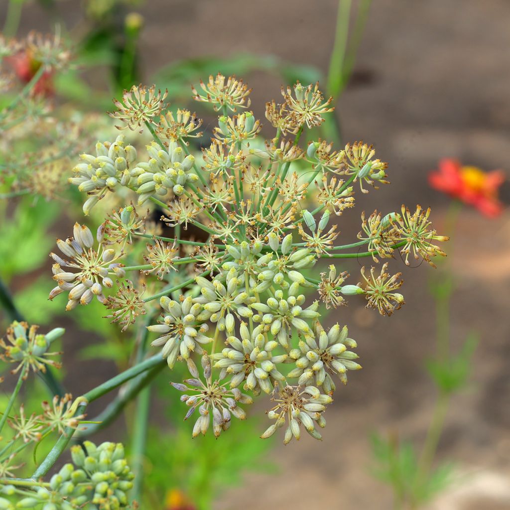 Cumin - Cuminum Cyminum