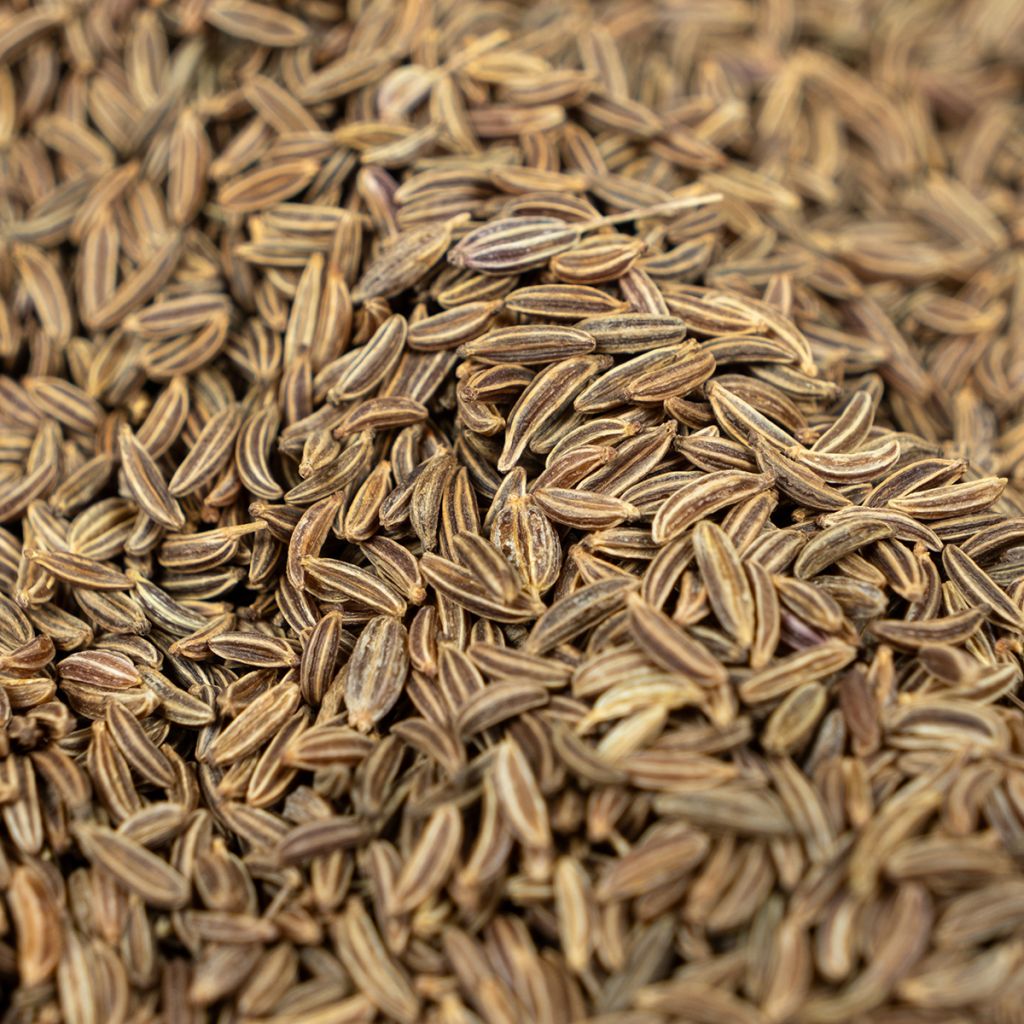 Cumin - Cuminum Cyminum