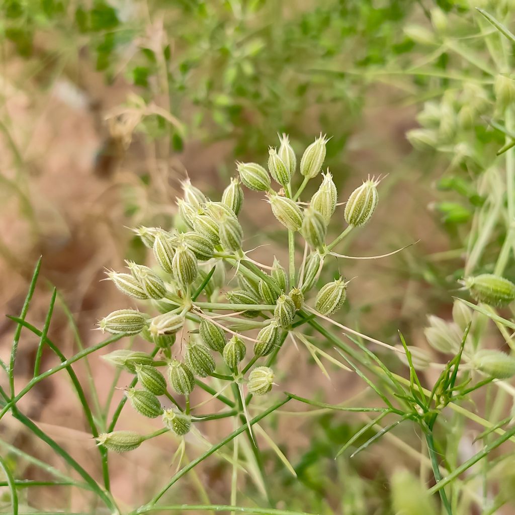 Cumin - Cuminum Cyminum