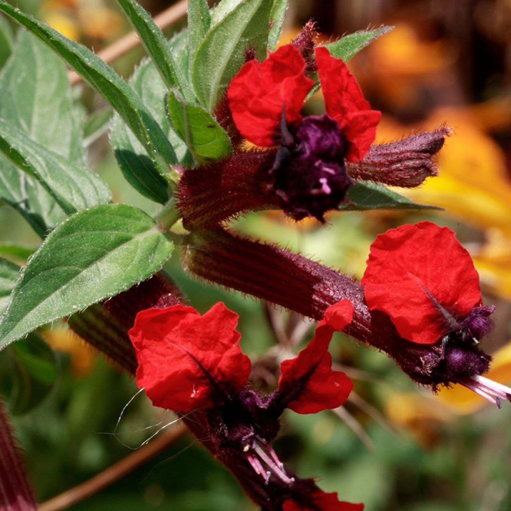 Cuphea llavea Torpedo
