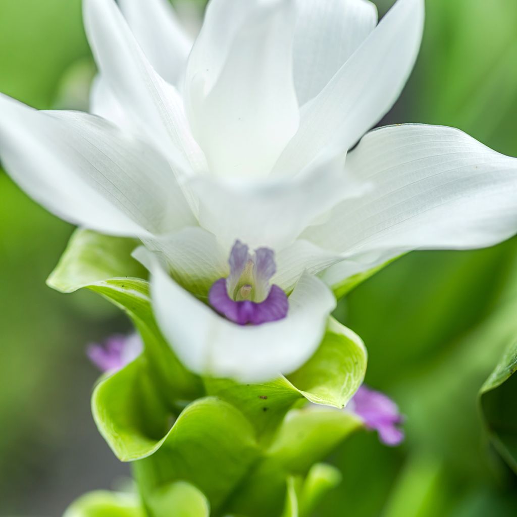 Curcuma alismatifolia White - Tulipe du Siam