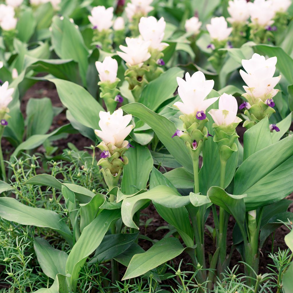 Curcuma alismatifolia White - Tulipe du Siam