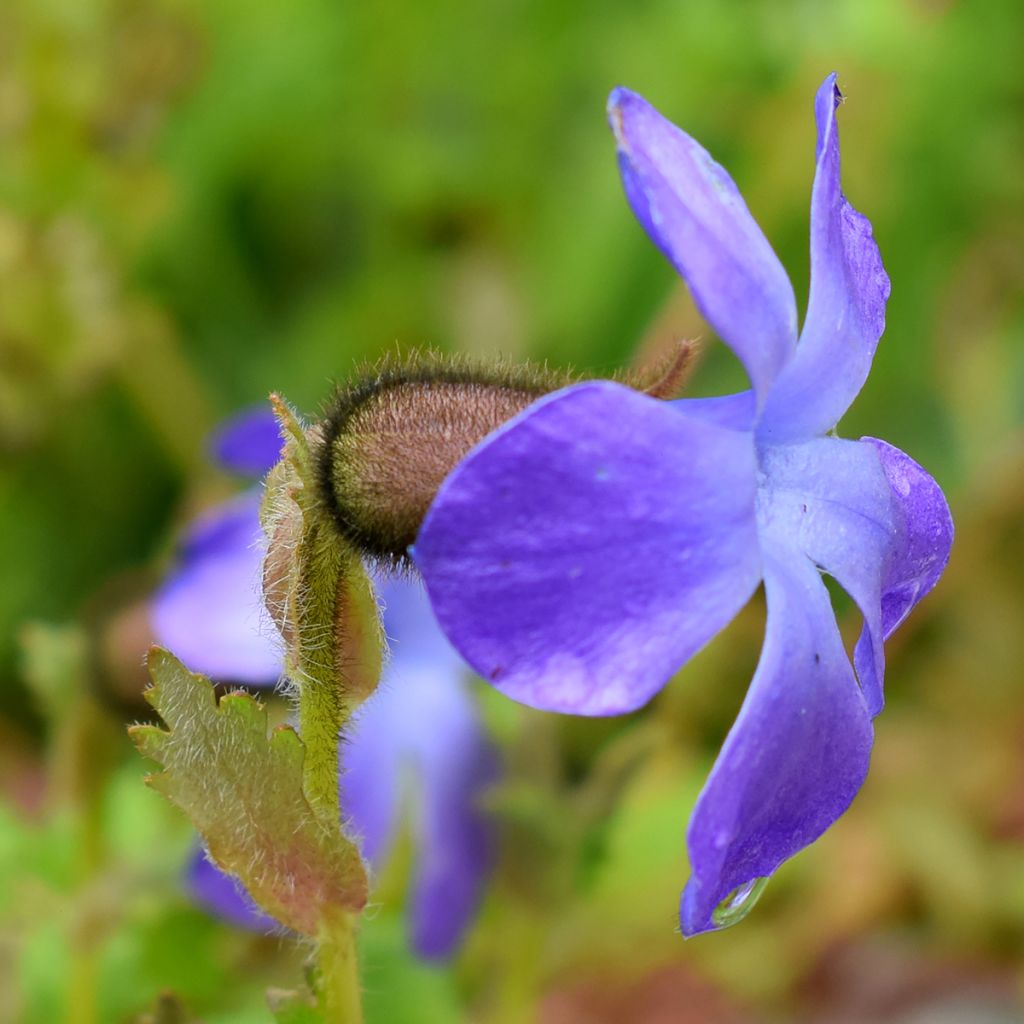 Cyananthus lobatus Giant Form