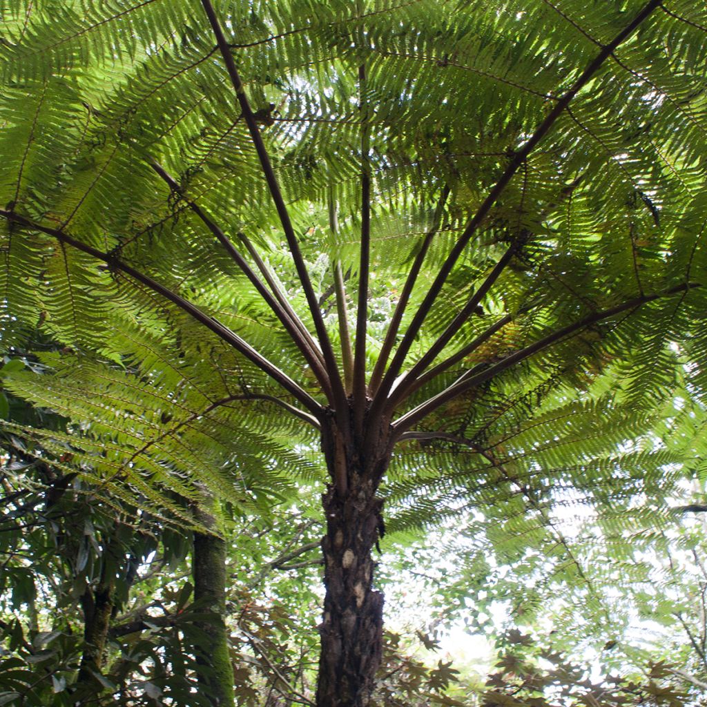 Cyathea cooperi - Fougère arborescente